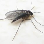 How to Get Rid of House Gnats
