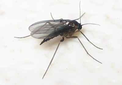How to Get Rid of House Gnats