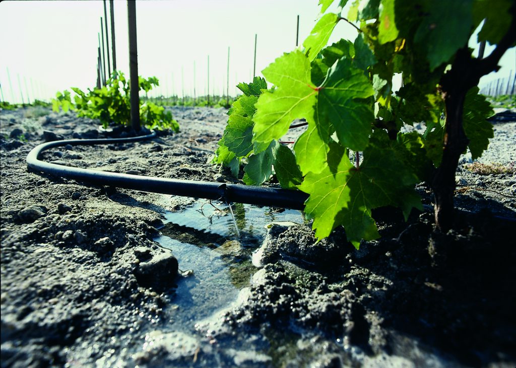 Drip irrigation on grapes in one of California’s productive valleys