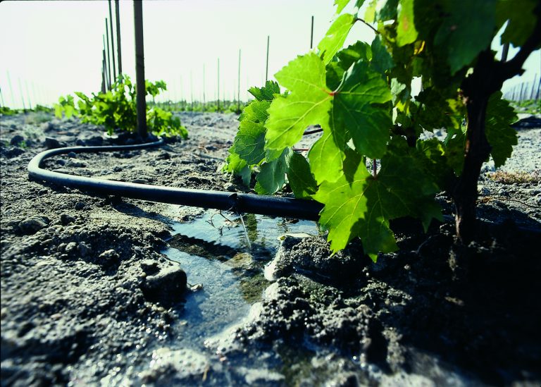 Drip irrigation on grapes in one of California’s productive valleys