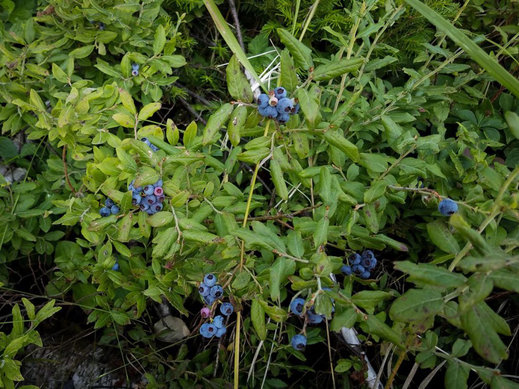 High-bush Blueberries