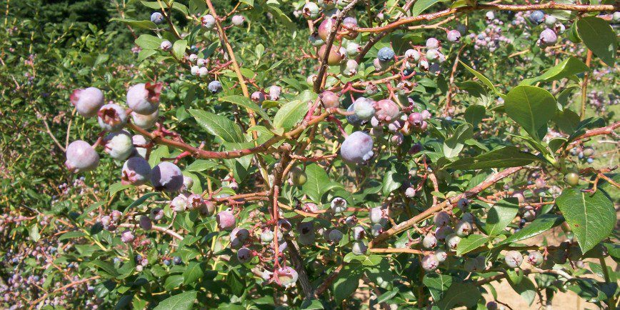 Zone 7 Blueberry Bush