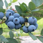 Growing Blueberries In Containers