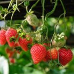 Growing Strawberries in Pots