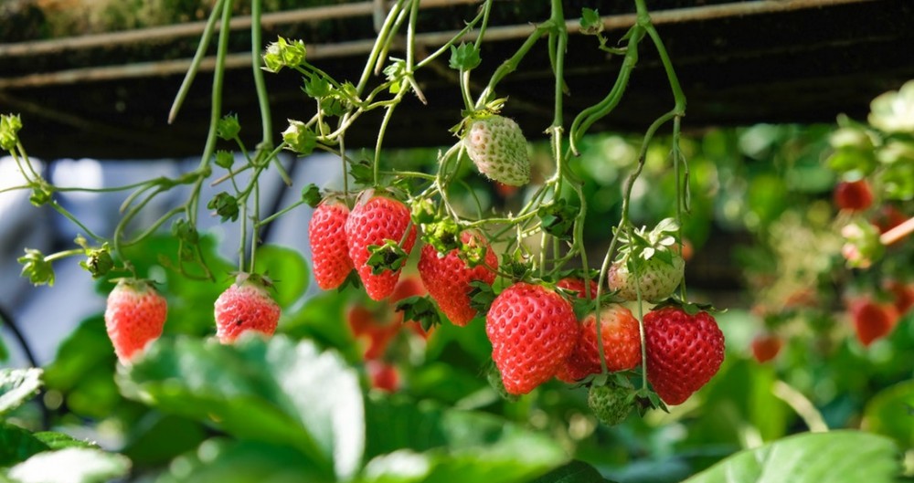 Growing Strawberries in Pots A Simple Grow Guide Apartment Growers